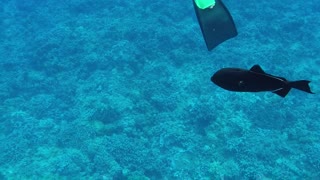 Snorkeling on Maui - Trigger