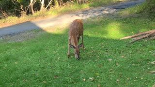 Deer and a Fawn