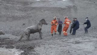 Fire Crews Rescue 18 Horses Stuck In Muddy Bog