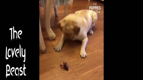Dog playing with beetle 😂😂