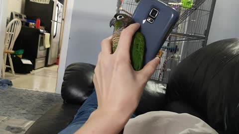 Parrot Seeking Attention Wiggles Between Phone and Hand