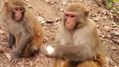 Funny animals monkey funny