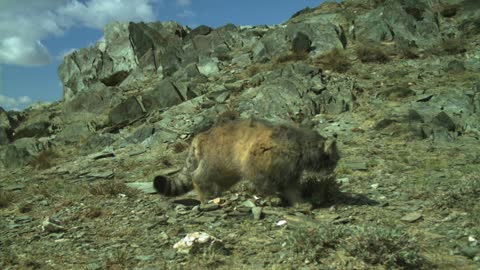 Pallas's Cat Cubs in Mongolia