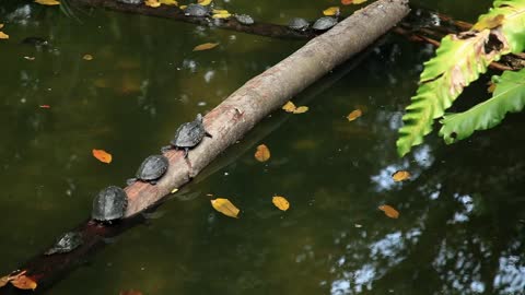 Small turtles resting on a log in a pond