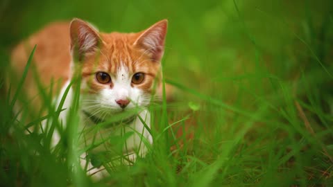 Beautiful jump of a white cat lying among the weeds