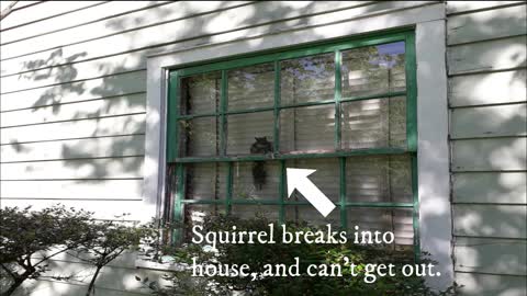 Squirrel breaks into house wants out