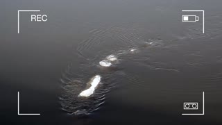 Mysterious "ice monster" captured on camera in Chena River, Alaska