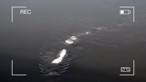 Mysterious "ice monster" captured on camera in Chena River, Alaska