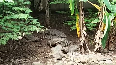 Relaxing Crocodiles