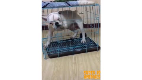 This dog does not like to be caged! What do you think?