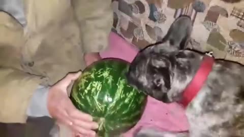 French bulldog Alma saw a watermelon for the first time