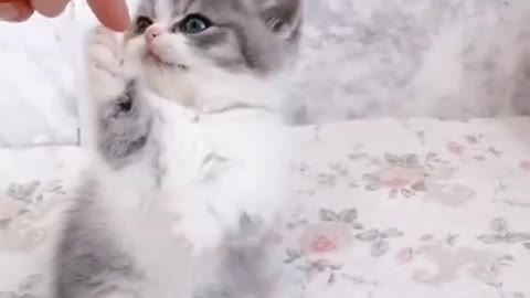 Cat video Playing Beautifull cat video-funny cat video