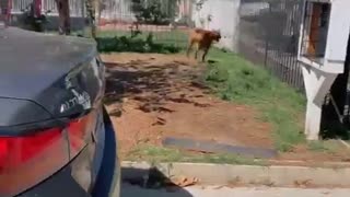 Dog Stands Up on Fence