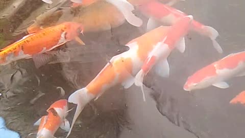 Beautiful goldfish
