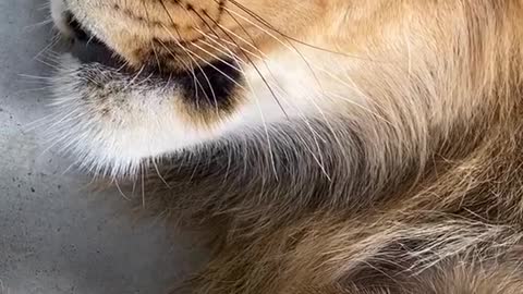 Mycatissocute!!!#cat#lion#animallover#wholesome