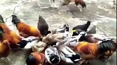 Chicken VS Dog Fight funny clip