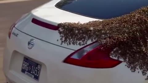 Queen Makes Car New Hive