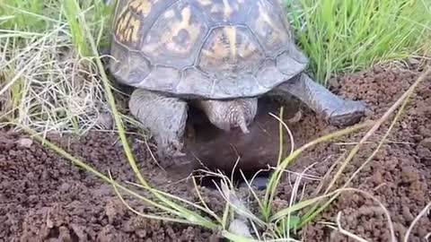 Turtles laying egg