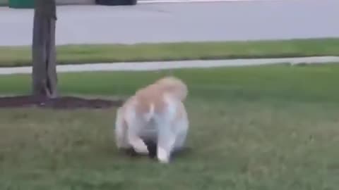 Cat trying to lose some weight