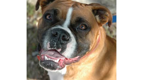 The German boxer dog