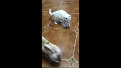 Dog VS Cat Funny Fights Compilation