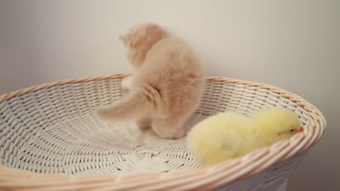 Cat walk with a tiny chicken