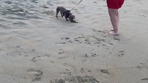 Dachshunds first time at the beach