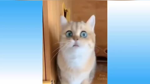 Funny try not to laugh cats and dogs compilation