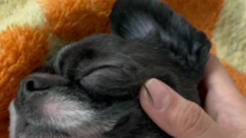 Touch a sleeping puppy.