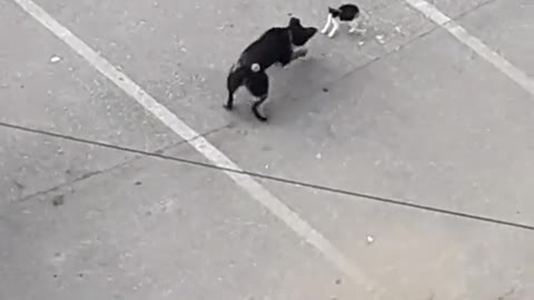 Dog vs cat fight