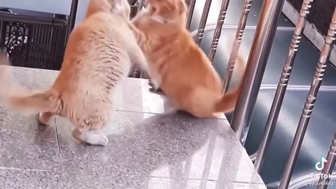 Cat Fight Compilation