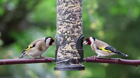 video of goldfinches eating