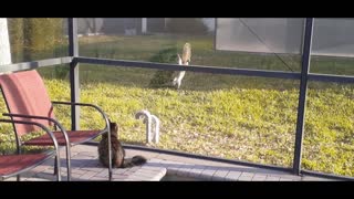 Squirrel is back to teasing the Cat.