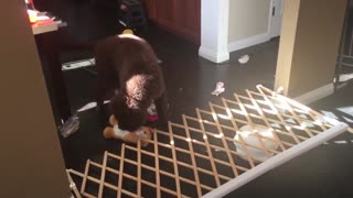 Cachorro comienza a arrasar con todo adorablemente en busca de su juguete favorito