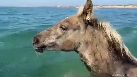 Horse having fun in water|Horse swimming in water|Beautiful view|