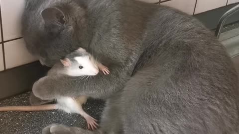 Cat Loves it's Rat