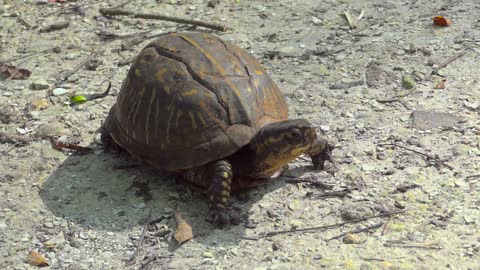 Free Box Turtle Stock Video Footage