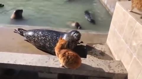 Seal gets slapped by a cat