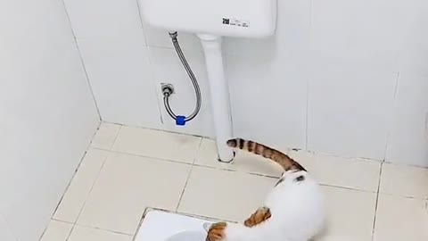 3 Cats Use Bathroom TOILET 😃Funny CUTE Cats