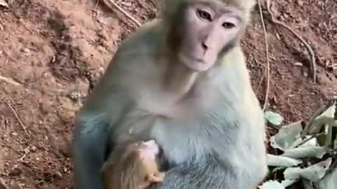 Cute Monkey China