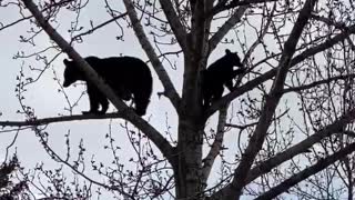 Black Bears Enjoy Family Time in the Treetops