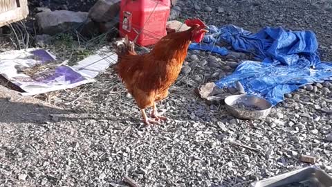Red Rooster crowing