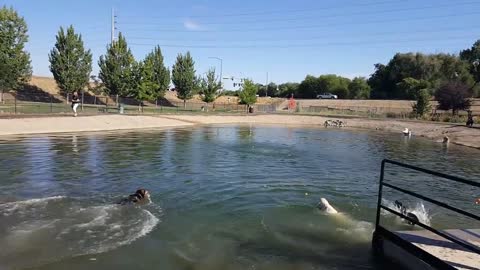 Grand opening of the Nampa dog park pond!