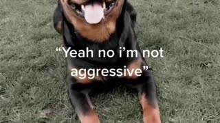 Rottweilers are not aggressive dogs