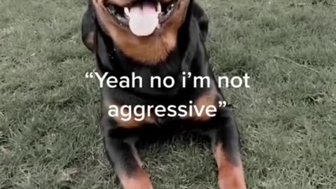 Rottweilers are not aggressive dogs