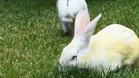 Two rabbits play in the garden.
