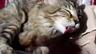 Cat Grooming in Slow Motion