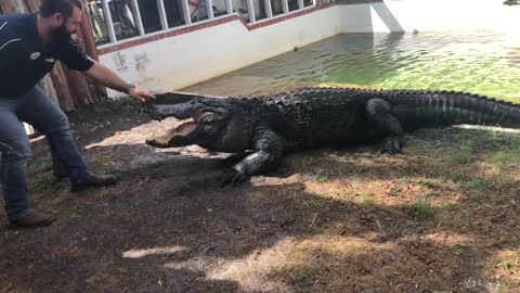 CHESTER GATORLAND