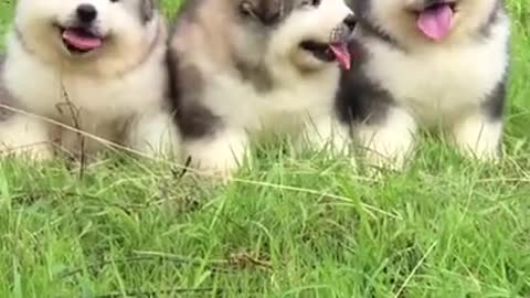 Cute and adorable Alaskan Malamute pets run and play 😍 cute Puppies