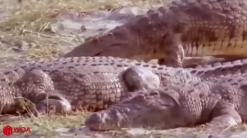 Crocodiles Wait For Leopard Across The River